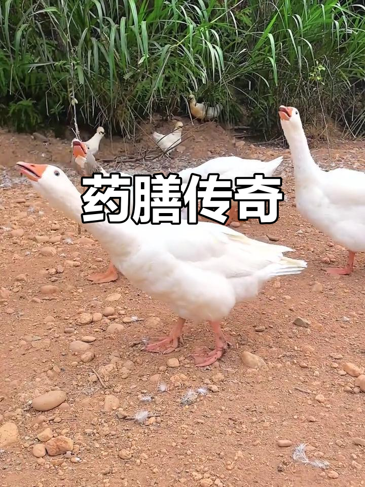 泰和乌鸡,千年传承的药膳珍品,兼具美味与滋补