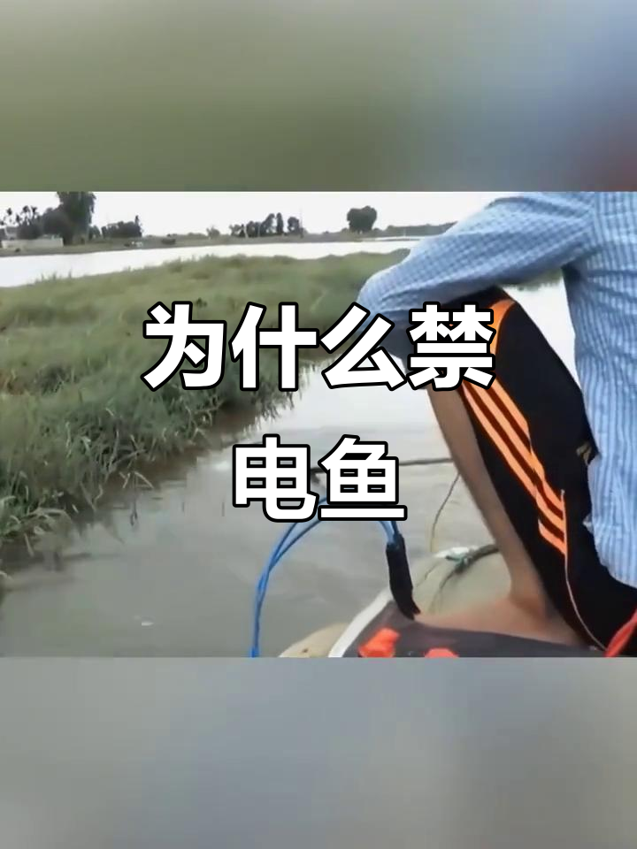 电鱼危害有多大?为何被国家禁止