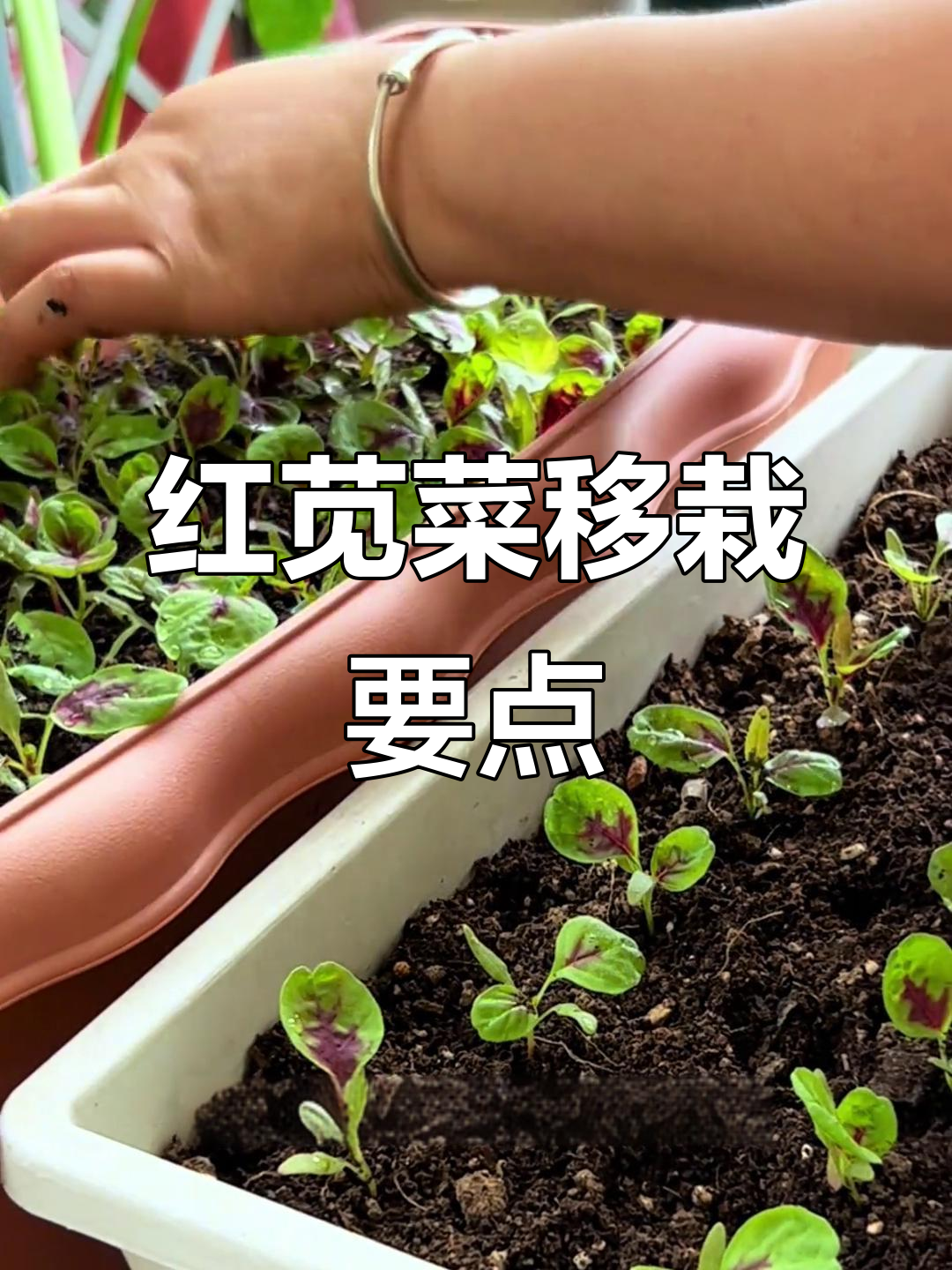 红苋菜移栽技巧:两片真叶后轻松成活