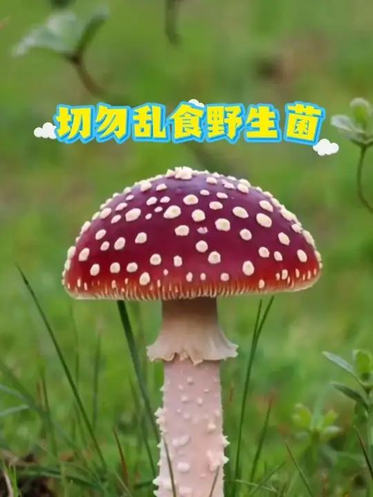 切勿乱食用野生菌