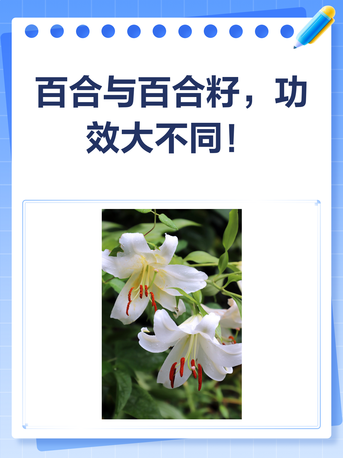 百合VS百合籽,功效大不同!