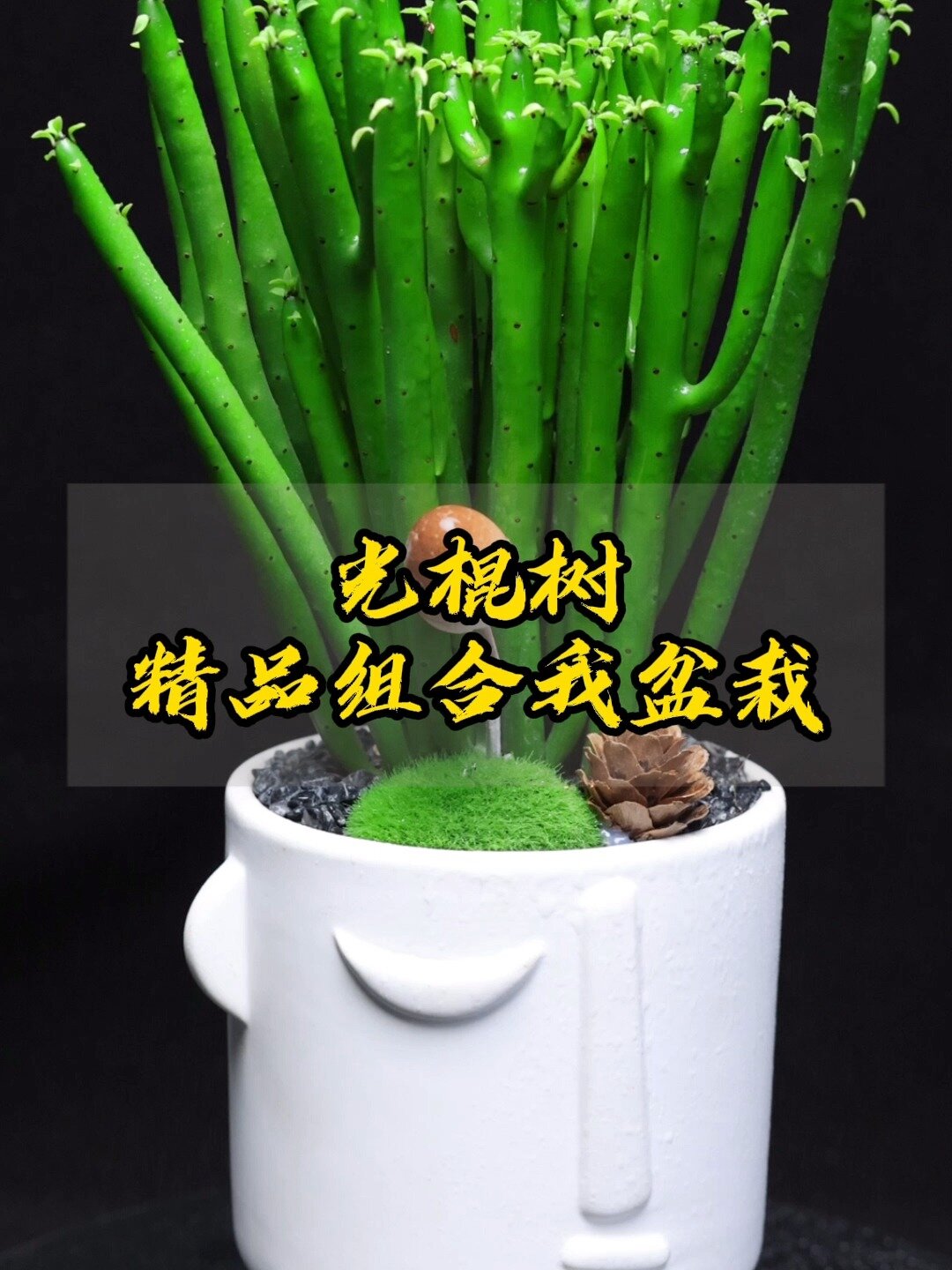 光棍树多肉内植物,特别好养一个月浇水一次