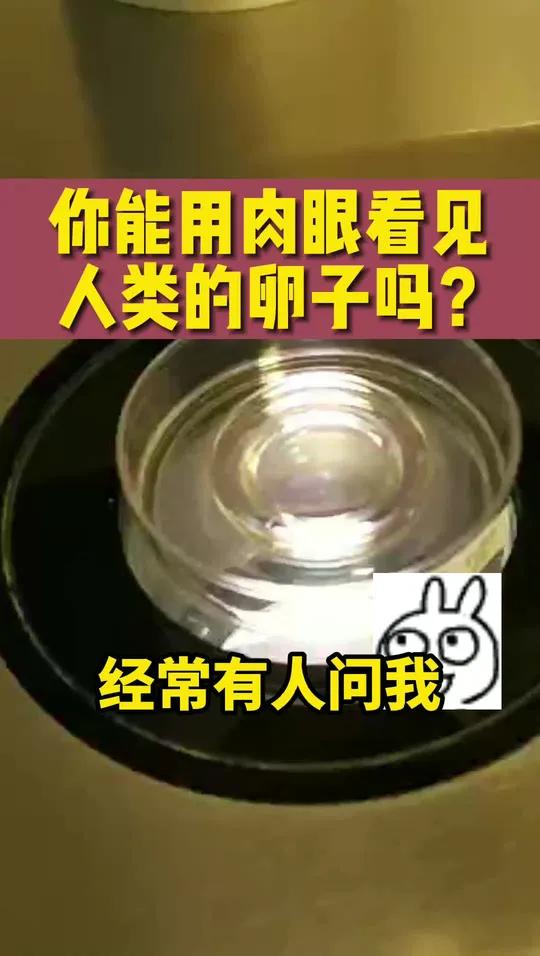 肉眼就能看到卵子吗?是的,长这样 健康怀孕生孩子 试管