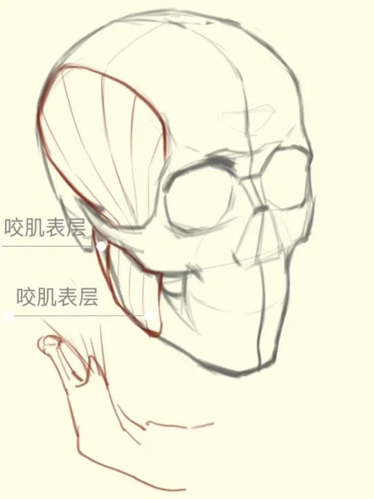 绘制头部侧面的关键:颞肌和咬肌详解!