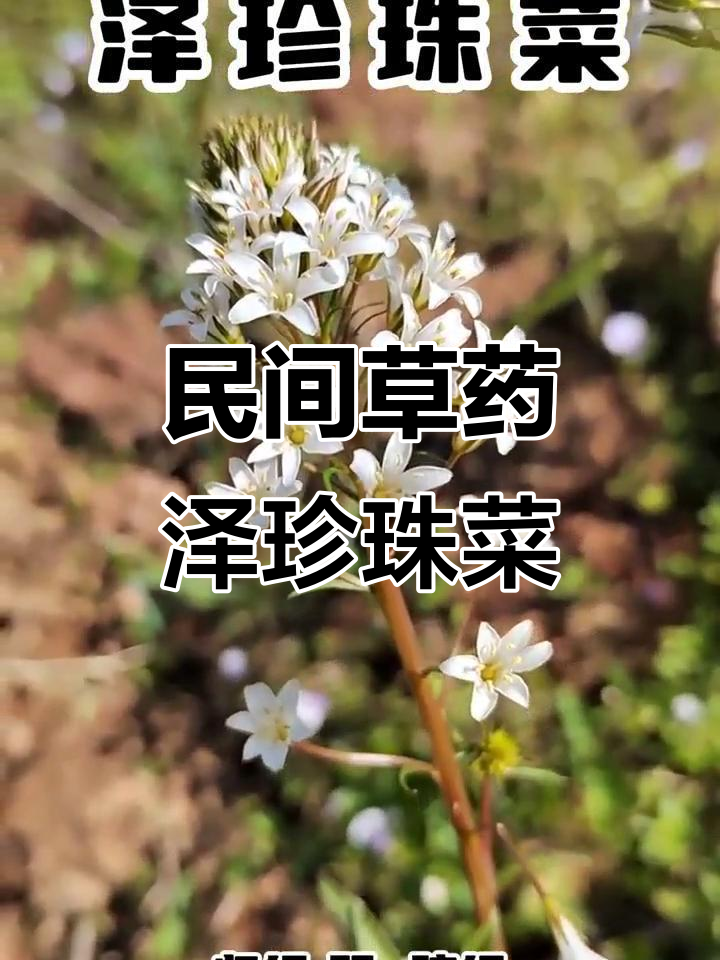 泽珍珠菜:报春花科草本植物,药用价值与美丽并重