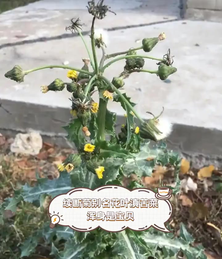 续断菊别名花叶滇苦菜,浑身是宝贝