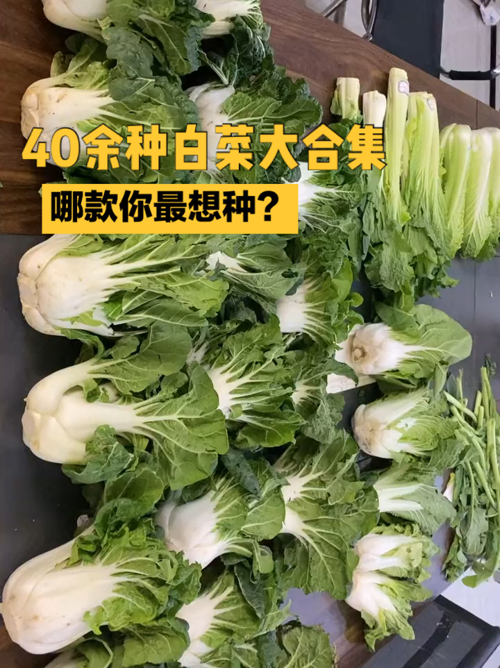 40余种白菜大合集,哪款你最想种?