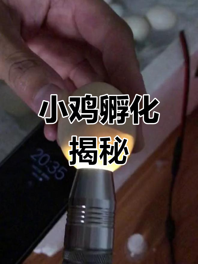 20天孵化,照蛋器揭秘小鸡成长!
