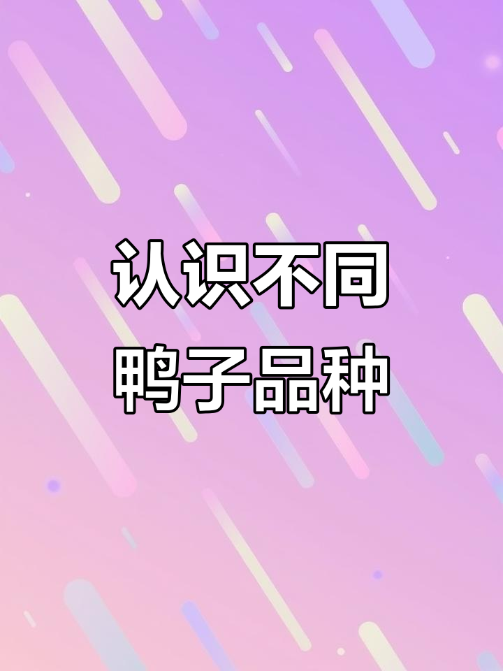 探秘各种鸭子品种，从北京鸭到七彩鸳鸯