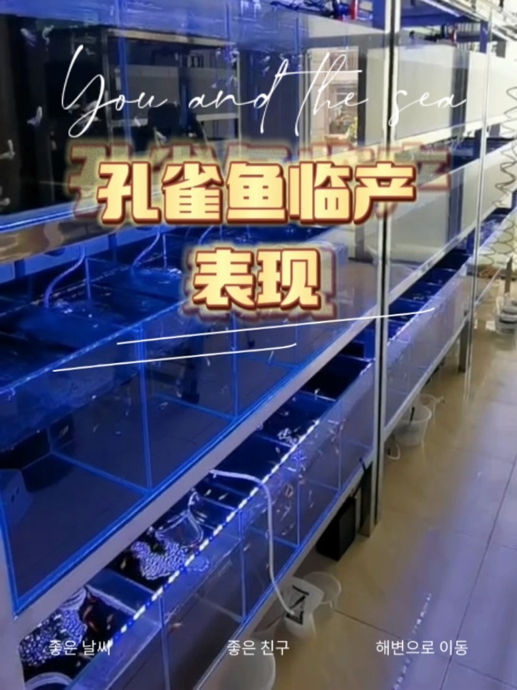 怎么判断孔雀鱼要生了?