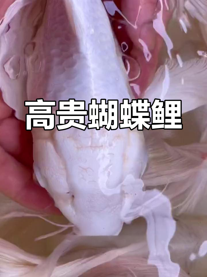 贵妃蝴蝶鲤:优雅冷水鱼种