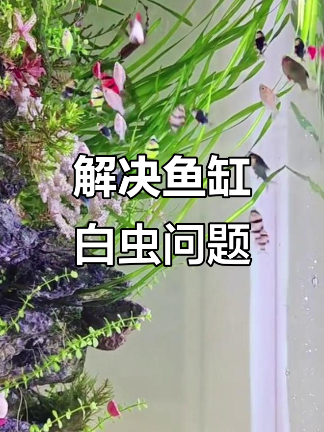 鱼缸寄生虫问题?蛋白虫线虫轻松解决,新手必看