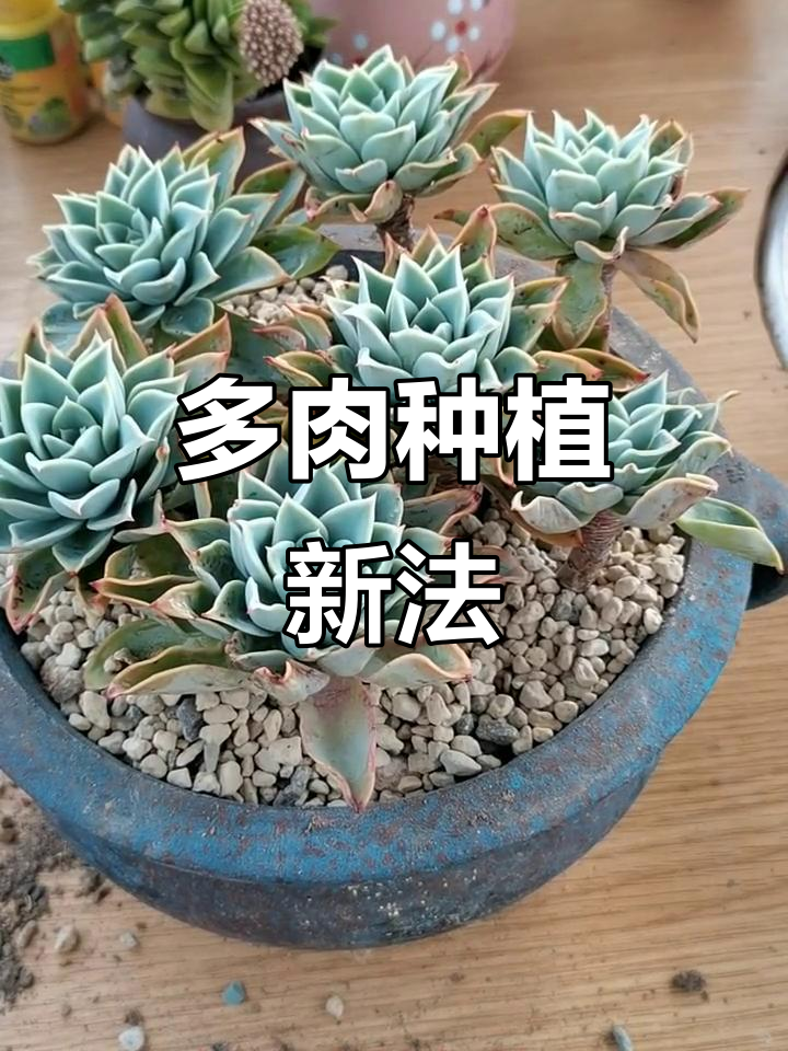 用煤渣和腐叶土种多肉,省钱又健身,一举三得!