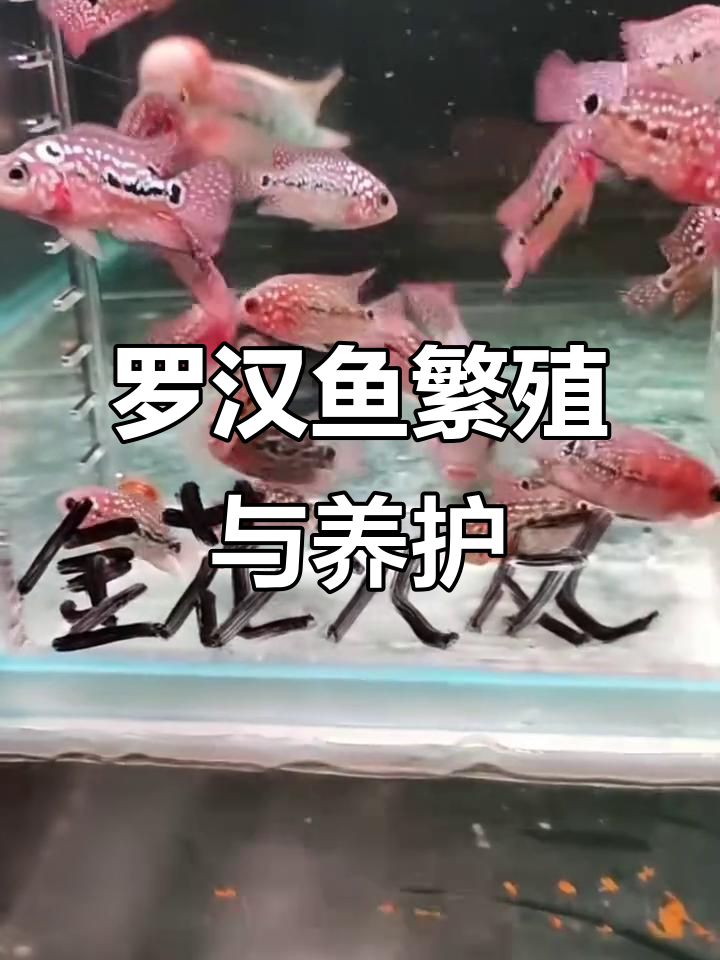 火凤罗汉鱼饲养技巧：从发色到爆头的全过程