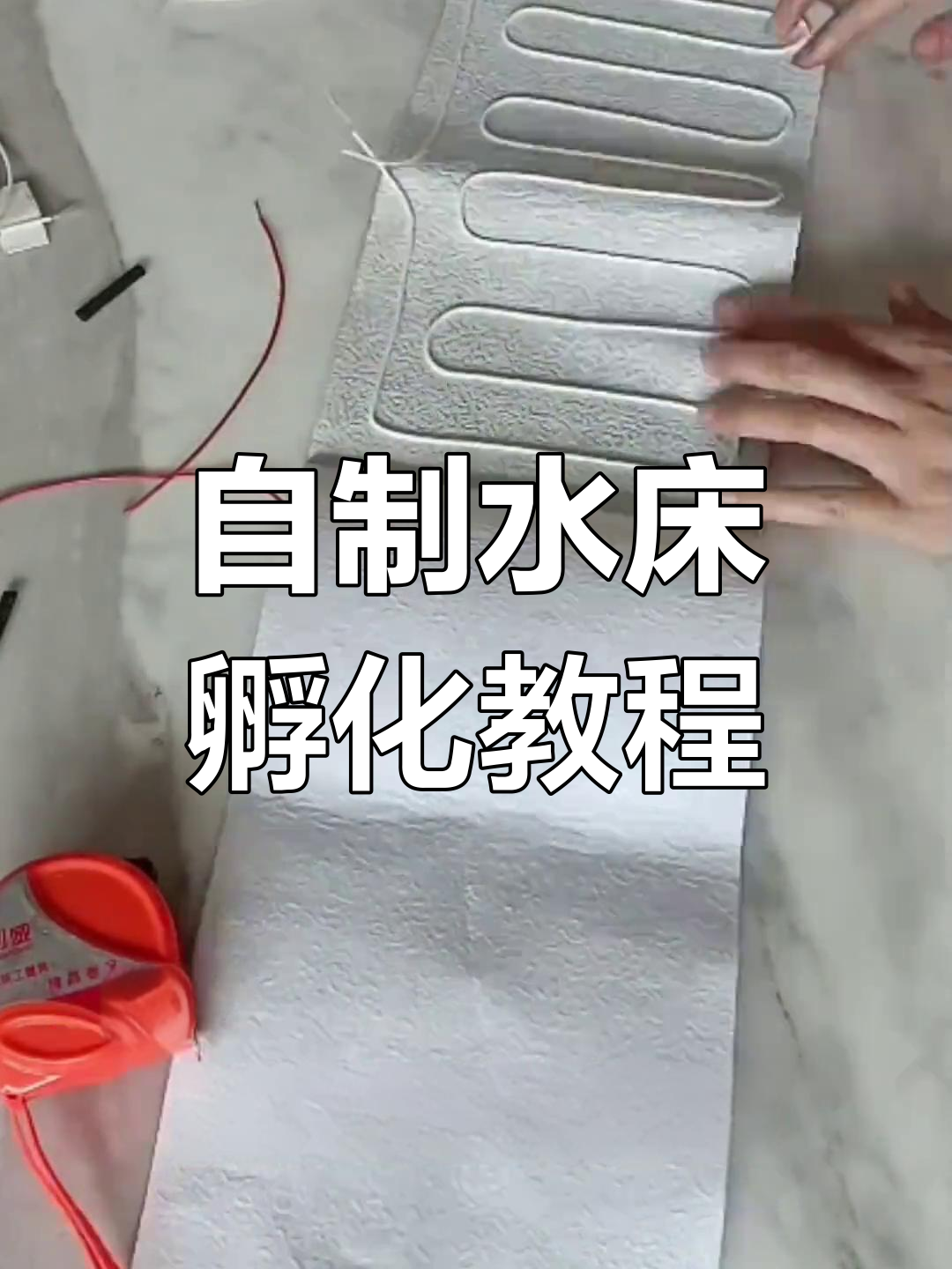 在家自制水床孵化器,轻松孵出小鸡!