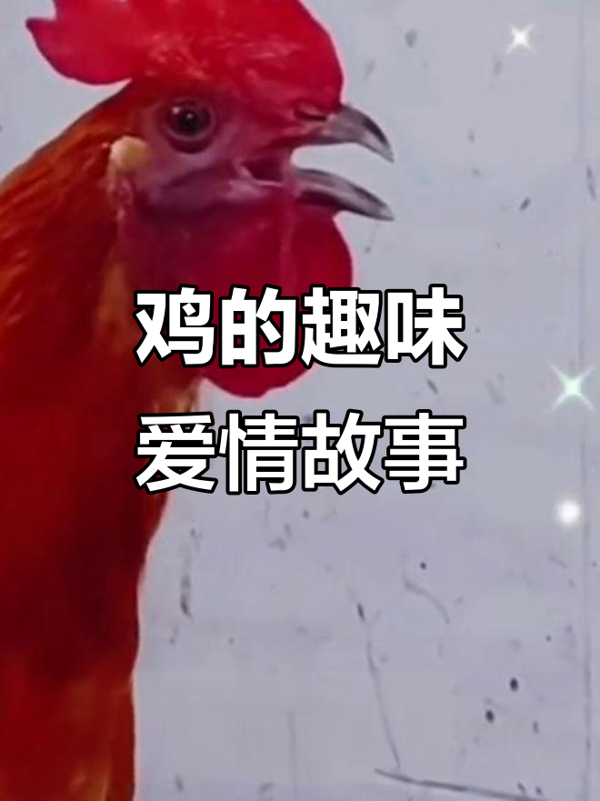鸡也能搞笑，看看它们如何表达爱意