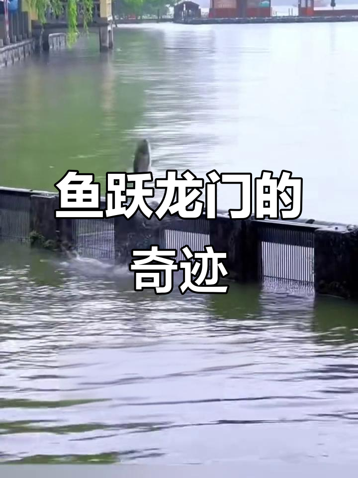 5月22日雨后西湖,鱼跃龙门展辉煌
