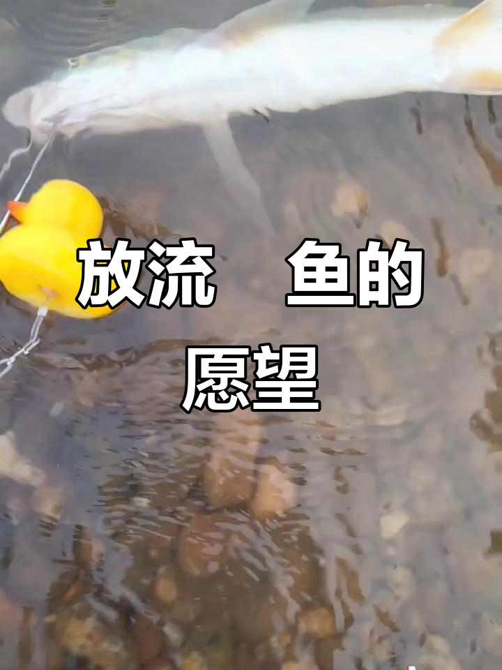 首次见到鳤鱼，放流让它自由生长，愿它繁衍不息