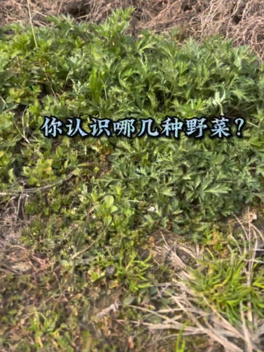 这个季节的野菜你认识哪几种?