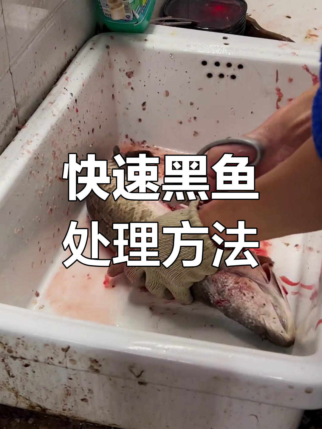 黑鱼火锅底料处理技巧,轻松去鳞切骨