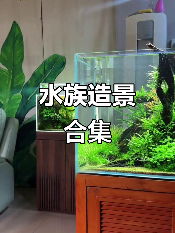 水族造景全攻略:雨林、海缸、南美风格任你选