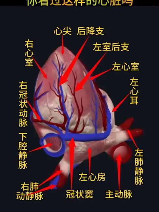 心脏结构底面观,你看过这样的心脏吗?点赞收藏一下吧!