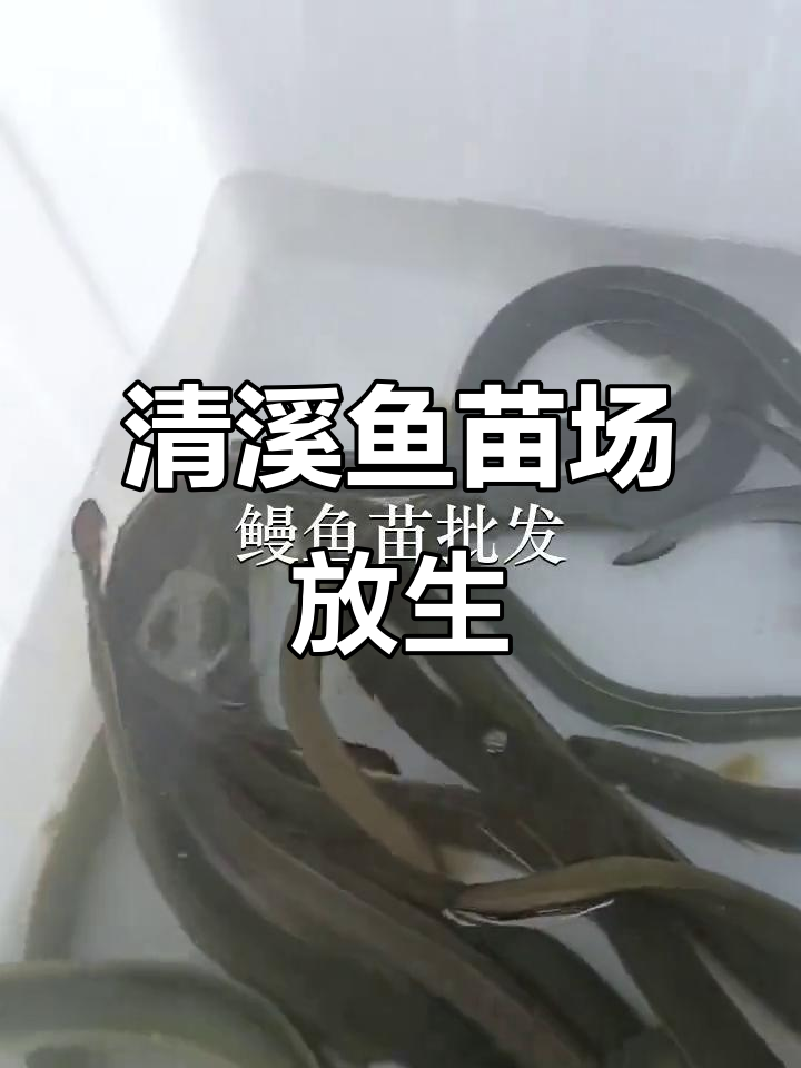 东莞清溪鱼苗场:潮汕放生鳗鱼苗,丝光文好