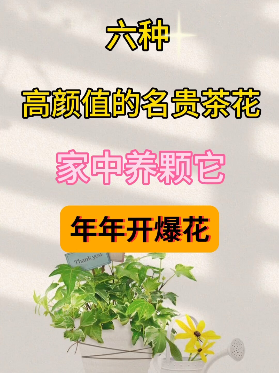 高颜值名贵品种年宵茶花