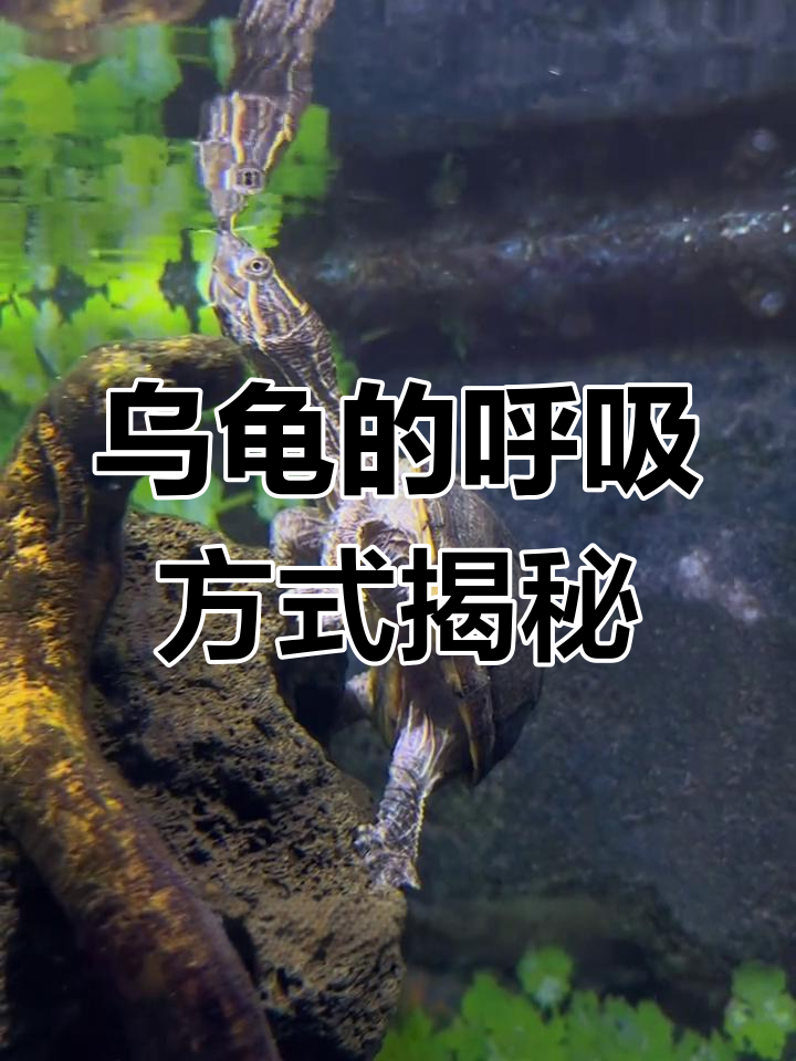 乌龟不是两栖动物,如何呼吸才能在水下生存?