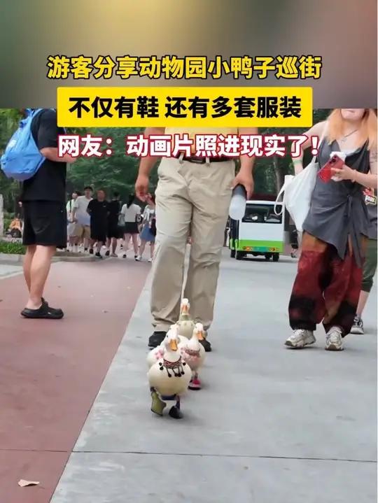 游客分享动物园小鸭子巡街,不仅有鞋 还有多套服装,网友:动画片照进现实了
