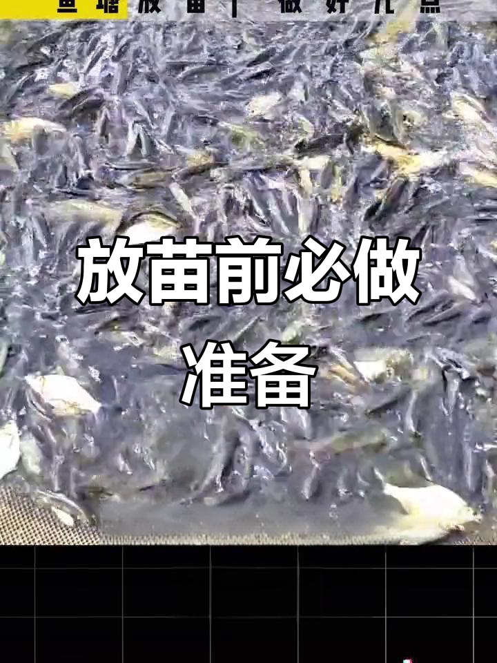 鱼苗放养前的关键准备工作,成活率翻倍的秘诀