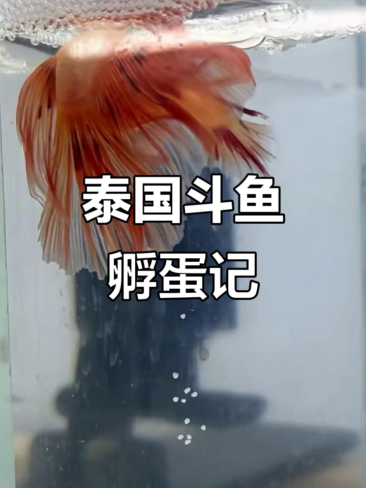 泰国斗鱼30天孵化全过程,轻松在家繁殖小鱼宝宝