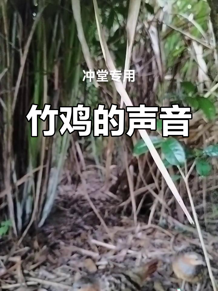 竹鸡的独特叫声