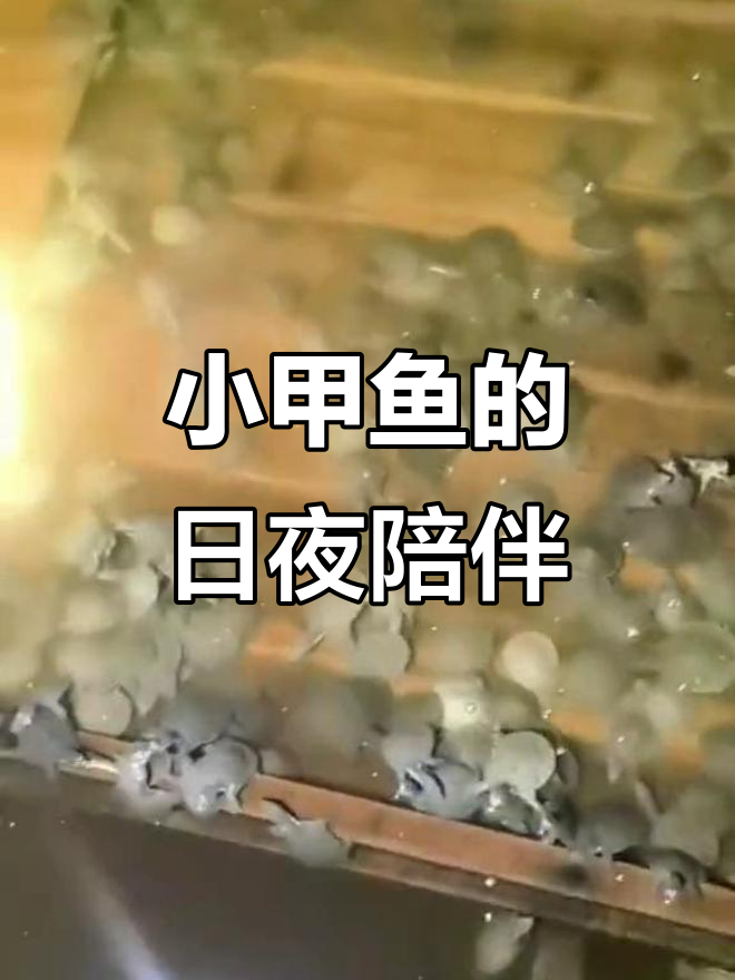 白天照顾小甲鱼,晚上梦中也全是它们