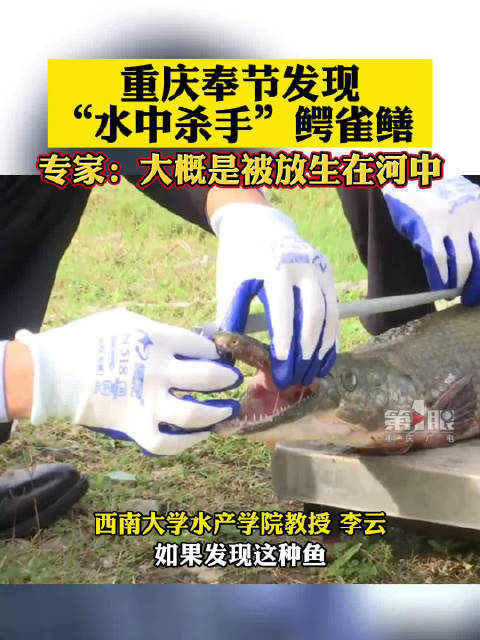 「重庆发现水中杀手鳄雀鳝 长相怪异、十分凶猛」近日,奉节县一钓鱼爱好者在垂钓时,钓起了一条