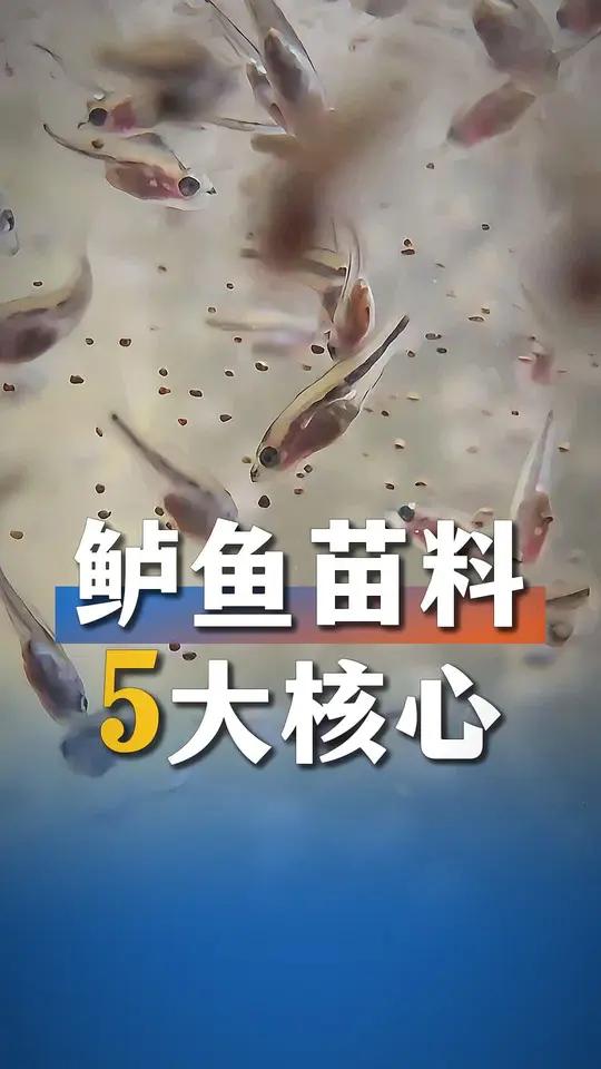 选加州鲈鱼苗料须考虑这5点!普通料和高端料区别就在这里