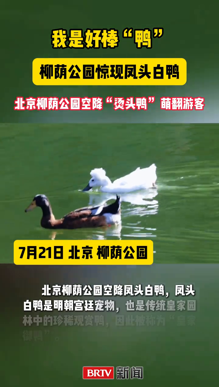 北京柳荫公园来了一只爆炸头鸭