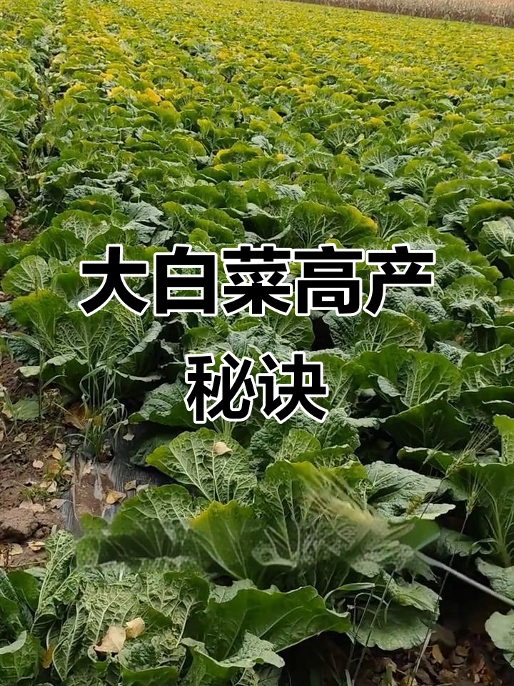 东北大白菜丰收,亩产两万斤创纪录