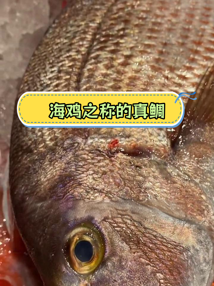 真鲷鱼:海中珍品,营养丰富