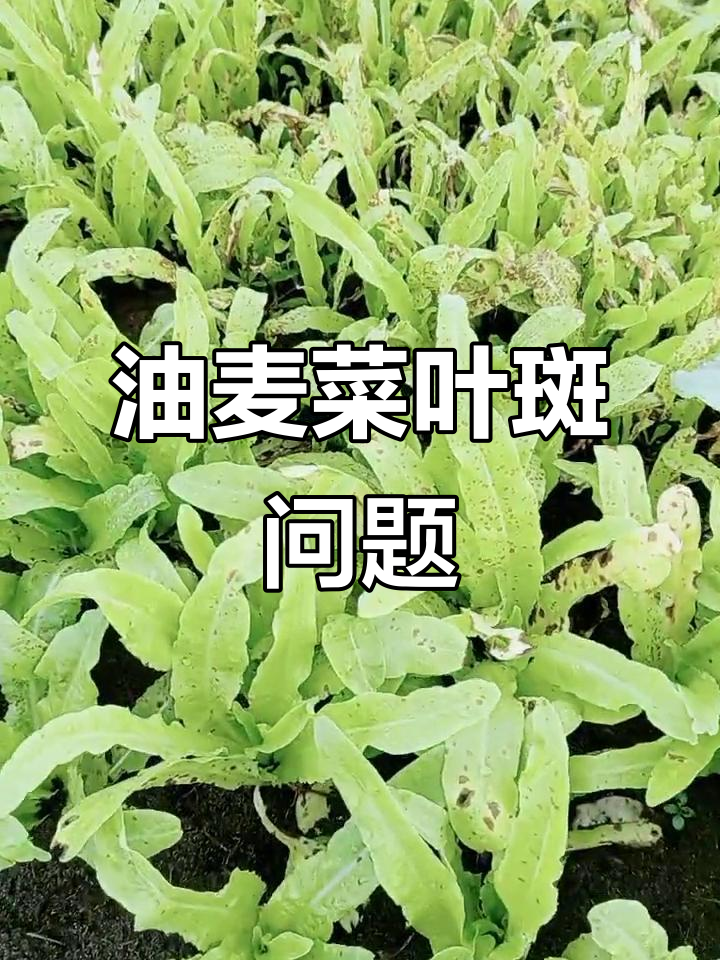 油麦菜叶片出现斑点,是病害还是天气原因?