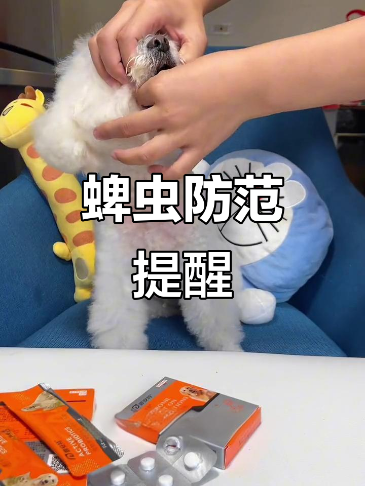 蜱虫活跃,狗狗易感染,驱虫工作务必重视!