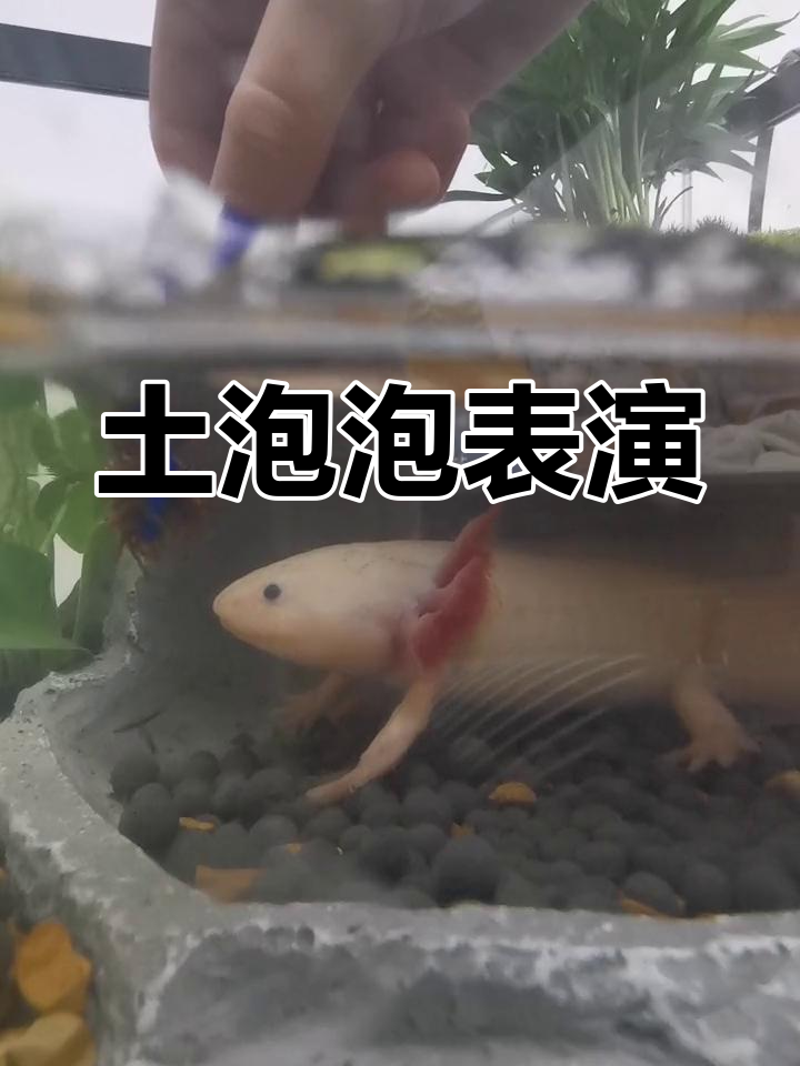 六角龙鱼与蝾螈的互动乐趣