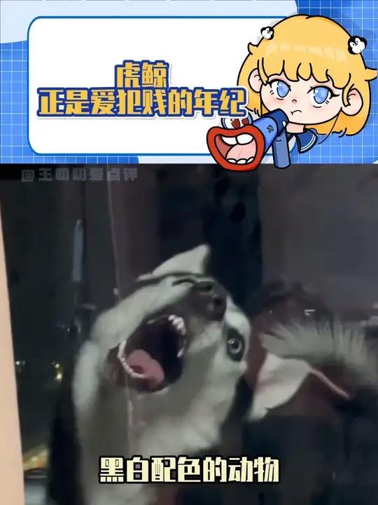 虎鲸正是爱犯贱也最会犯贱的年纪