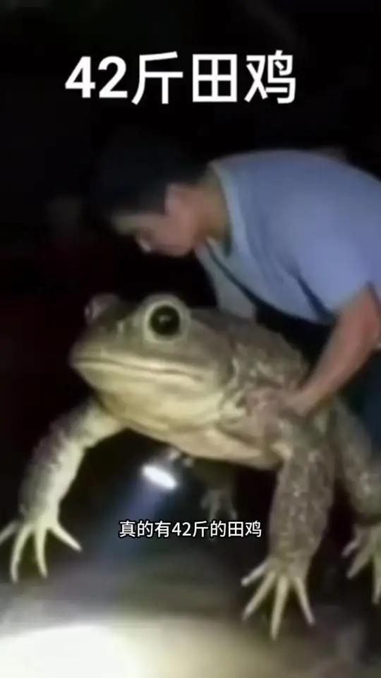 42斤的田鸡