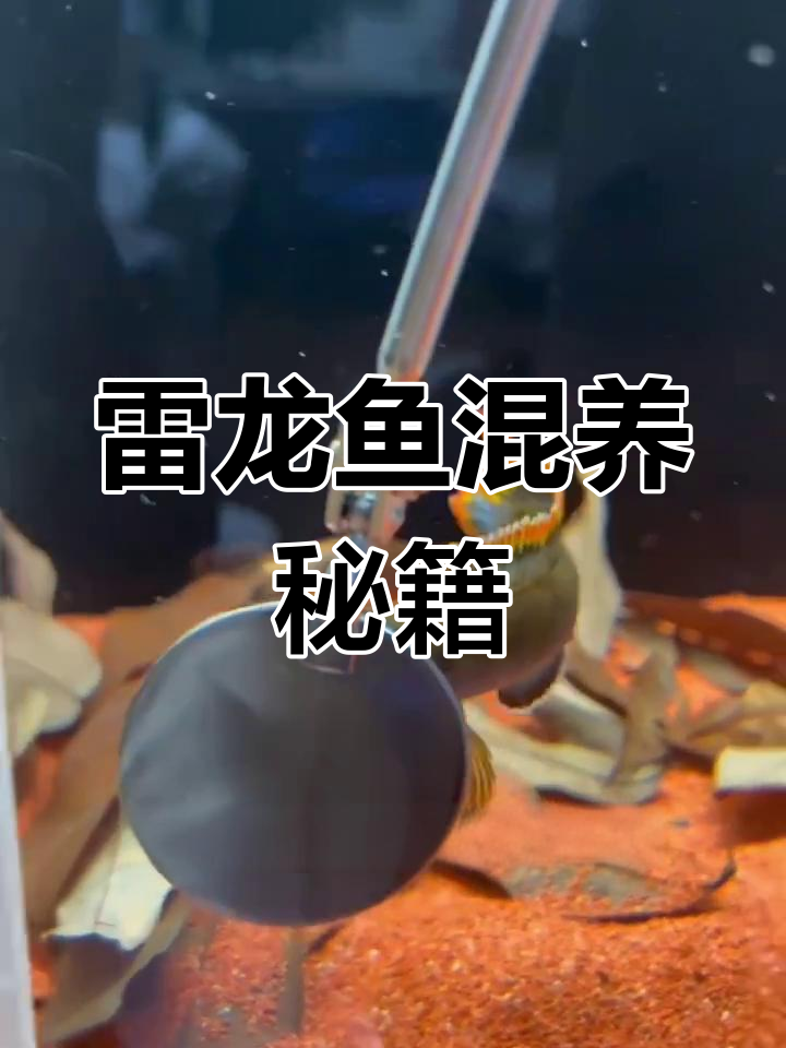 雷龙鱼混养指南,哪些热带伙伴最合适?