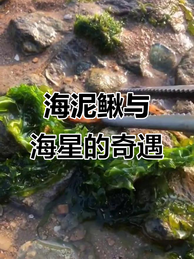 赶海发现罕见泥鳅鱼，意外遇到漂亮海星