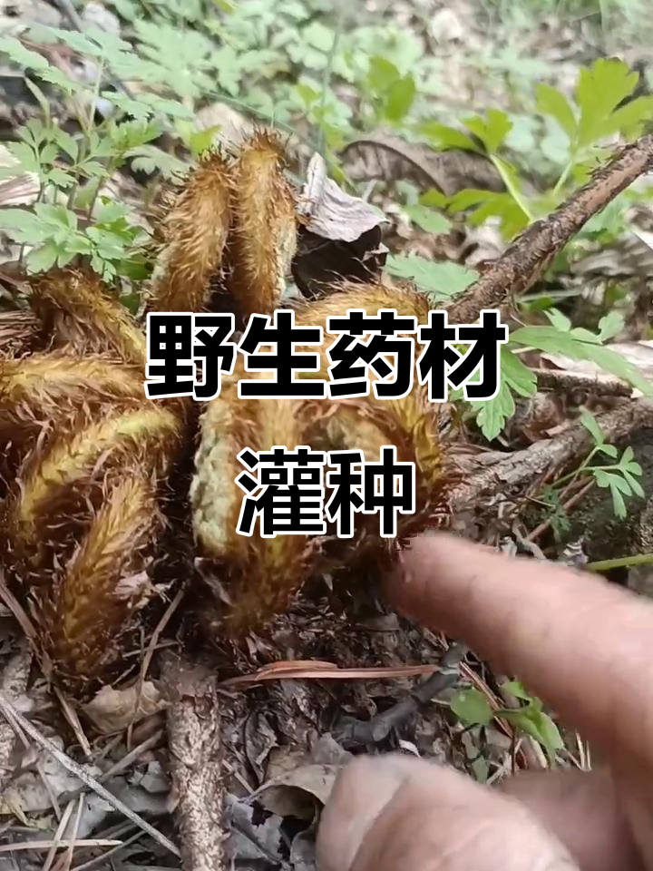 野鸡膀子:一种药材,别误食!