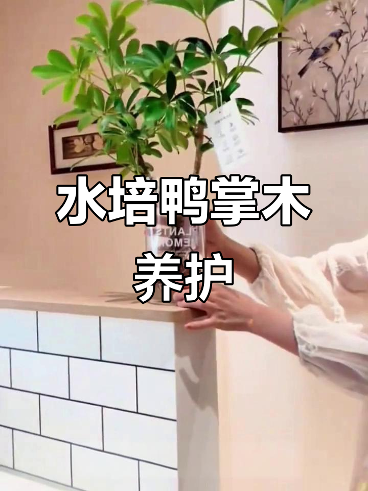 室内绿植鸭脚木,水培双苗老桩盆景养护技巧