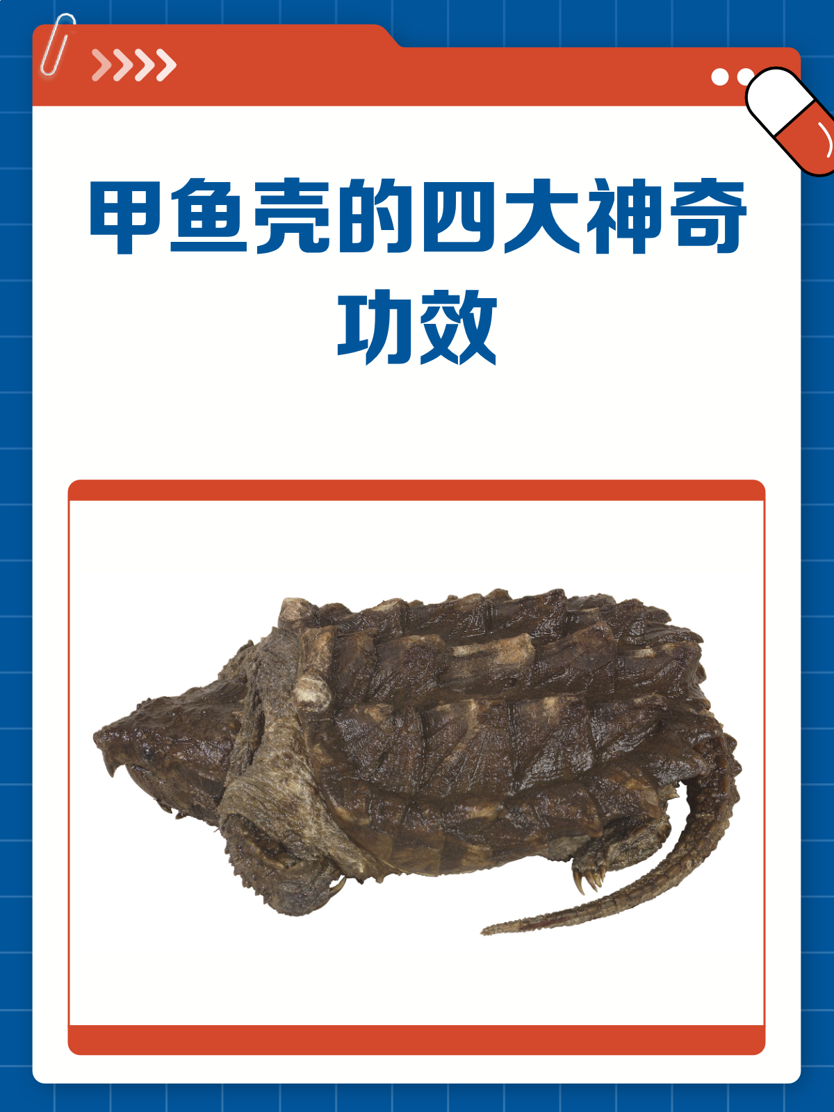 甲鱼壳的神奇功效,你了解多少?