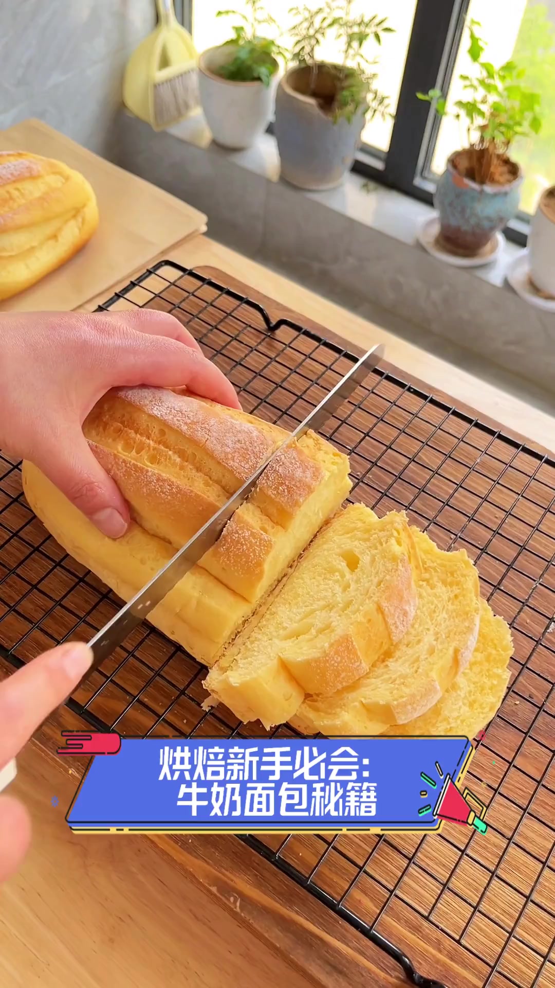 烘焙新手必会:牛奶面包秘籍